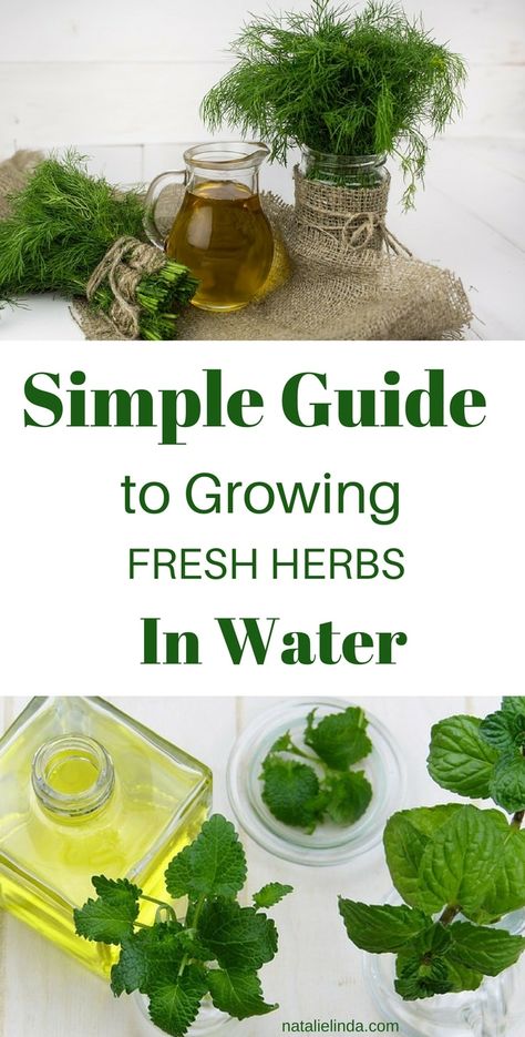 Grow Herbs In Water, Herbs In Water, How To Grow Herbs, Learning Herbs, Growing Food Indoors, Grow Herbs, Harvesting Herbs, Types Of Herbs, Indoor Herb