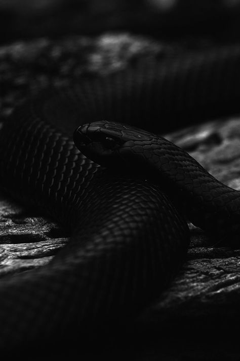 Aesthetic Snake, Snake Aesthetic, Cup Aesthetic, Black Snake, I Hope, Black