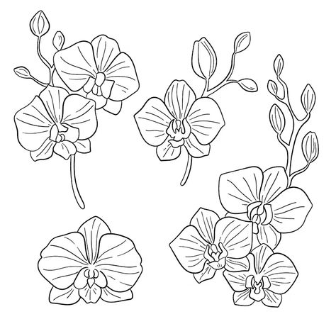 Free Vector | Hand drawn orchid outline illustration Orchid Flower Pattern, Orchid Flower Drawing Simple, Orchid Tattoo Stencil, Orchid Pattern Design, Orchid Illustration Drawing, Orchid Flower Illustration, Simple Orchid Drawing, How To Draw An Orchid, How To Draw Orchids