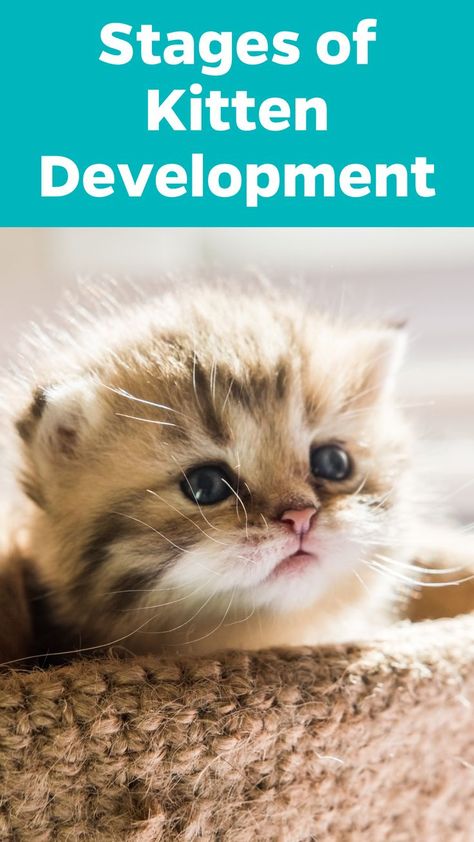 We share the developmental milestones from the 1st to 12th week of a kitten's development and the care your kitten will need as they begin to discover the world one meow at a time. One Month Old, Newborn Kittens, Developmental Milestones, Kitten Care, World One, One Month, Pet Parent, Discover The World, Milestones