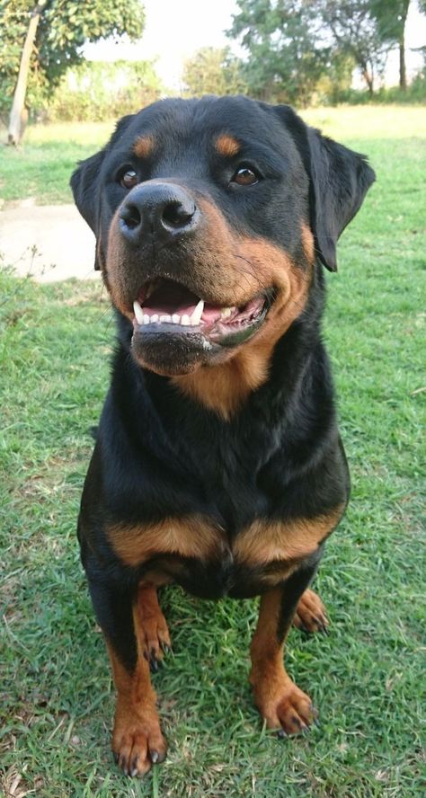 Big Rottweilers Rottweiler Puppies, Big Rottweiler, Black Rottweiler, Rottweiler Pictures, Funny Rottweiler, Rottweiler Love, Rottweiler Lovers, Dog Aesthetic, Rottweiler Dog