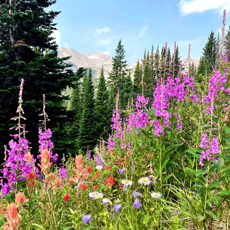 The 5 Best Wildflower Hikes In Colorful Colorado Colorado Wildflower Wedding, Colorado Flowers, Colorado Hikes, Colorado Wildflowers, Purple Wildflowers, Visit Colorado, Yellow Wildflowers, North Cascades National Park, Hiking National Parks