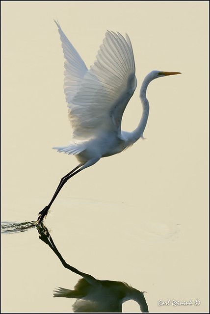 Great Egret | After earlier (morbid) posting, I thought I sh… | Flickr Egret Painting, Heron Photography, Heron Flying, Great White Egret, Egret White, Great Egret, White Egret, Bird Flying, Flying Birds