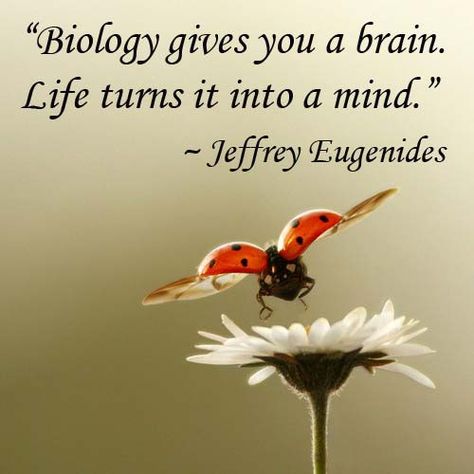 “Biology gives you a brain. Life turns it into a mind.” — Jeffrey Eugenides Biology Quote, Biology College, Biology Projects, Inspirational Quotes For Students, Science Quotes, Classroom Quotes, Biology Teacher, Student Humor, Science Geek