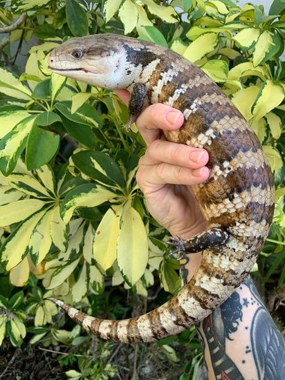 Blue Tongue Skink Tattoo, Blue Tongue Skink Enclosure, Blue Tongue Lizard Tattoo, Blue Tounged Skink, Blue Skink Lizards, Northern Blue Tongue Skink, Blue Tongue Lizard, Lizard Tattoo, Water Monitor