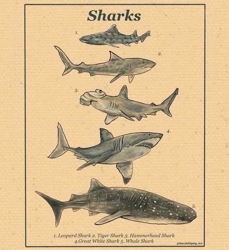 Shark Digital Art, Marine Poster, Shark Pictures, Shark Drawing, Biology Art, Shark Art, Fun To Draw, Cute Shark, Blue Poster