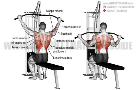 Bodybuilding Exercises, Weight Training Women, Dumbbell Fly, Good Back Workouts, Biceps Brachii, Gym Plan, Cable Row, Lat Pulldown, Latissimus Dorsi