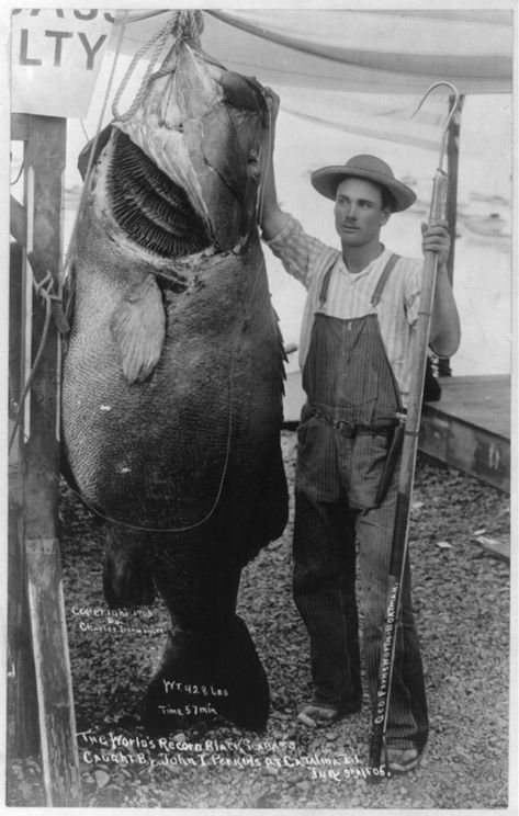 The world's record black sea bass caught by John I. Perkins, Catalina Island, July 3, 1905 Date Created/Published: c1905. Description from pinterest.com. I searched for this on bing.com/images River Monsters, Giant Fish, Fishing Photos, Monster Fishing, Salt Water Fishing, Fishing Photography, Bass Fishing Tips, Bass Fish, Fishing Pictures