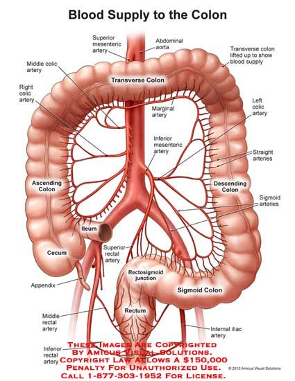 Colon Anatomy, Human Anatomy Model, Abdominal Aorta, Human Body Organs, Human Body Facts, Basic Anatomy And Physiology, Biology Facts, Human Body Anatomy, Medicine Student