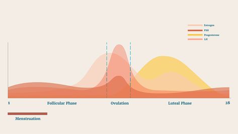 How Your Menstrual Cycle Affects Your Behavior Cycle Phases, Menstrual Cycle Phases, Hormonal Changes, Womens Health, The Whole, Cycling, Medical, Health