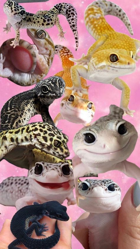 Gecko Wallpaper, Cute Leopard, Gecko, Cute Animals, Animals