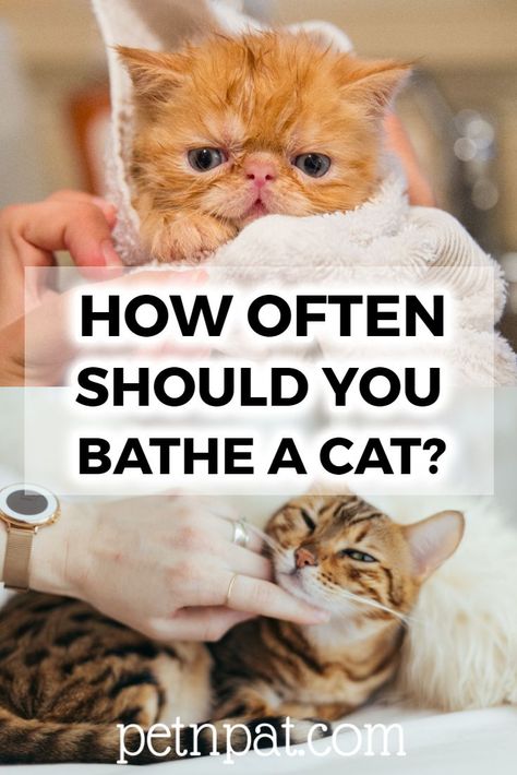 How Often To Bathe A Cat: Answered! How To Bathe A Cat, Cat Bathing, Inside Cat, Land Animals, Pet Essentials, Cat Bath, Bad Food, Best Bath, Cat Cat