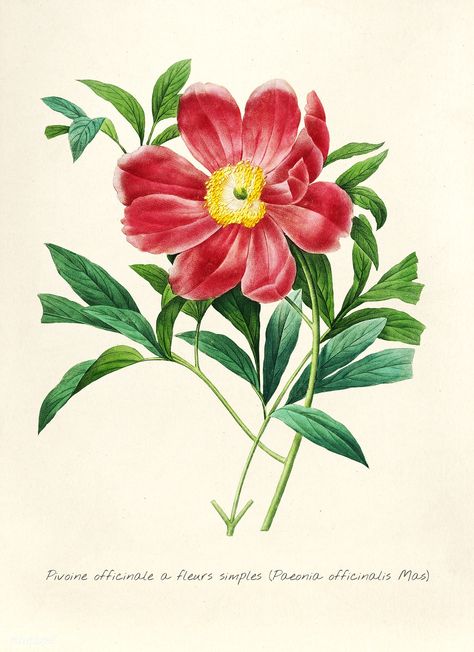 Antique plant drawn by Pierre-Joseph Redouté(1759-1840 ) | free image by rawpixel.com Redoute Flowers, Peony Illustration, Peonies Art Print, Peony Art, Art Deco Illustration, Illustration Botanique, Girly Wall Art, Botanical Art Prints, William Turner