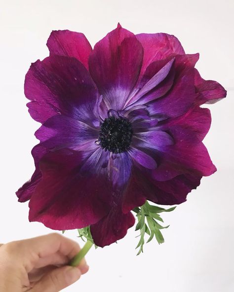 This week’s stunner from @florabundanceinc #anemone #beautifulblooms #flowerpower #flowerlovers Burgundy Anemone, Anemone Bouquet, Wine Grape, Grape Color, Plants Are Friends, Anemone Flower, Nothing But Flowers, Flower Therapy, Burgundy Wine