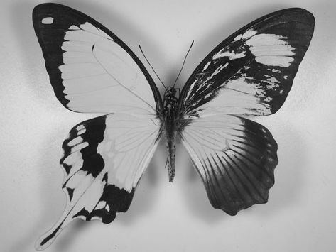 Abstract Butterfly Tattoo, Asymmetrical Butterfly, Tattoo Papillon, Elephant Pictures, Simple Tattoo Designs, Gouache Art, Gray Aesthetic, Edgy Wallpaper, Simplistic Tattoos