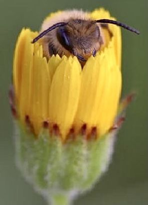 Cute Bee Pictures, Bee Close Up, Bee Reference, Bumblebee Photo, Bee Aesthetic, Foto Macro, Bee Photography, I Love Bees, Bee Photo