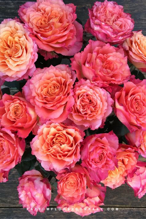 Nature, Free Spirit Rose Bouquet, Free Spirit Roses, Free Spirit Rose, Scent Garden, Flower Types, Spirit Board, Charlotte Wedding, Garden Rose