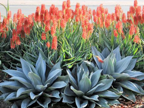 Succulent Care Tips, Succulent Garden Landscape, Succulent Landscape Design, Succulent Garden Design, Succulent Landscaping, Drought Tolerant Landscape, Dry Garden, Succulent Gardening, Desert Garden