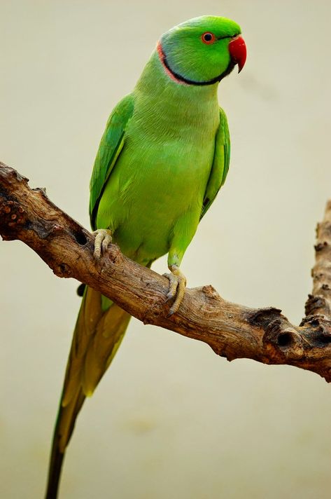 Green Parrot Bird, Parakeet Art, Ringneck Parrot, Ring Necked Parakeet, Australian Parrots, Indian Ringneck, Birds Photography Nature, Ring Neck, Green Parrot