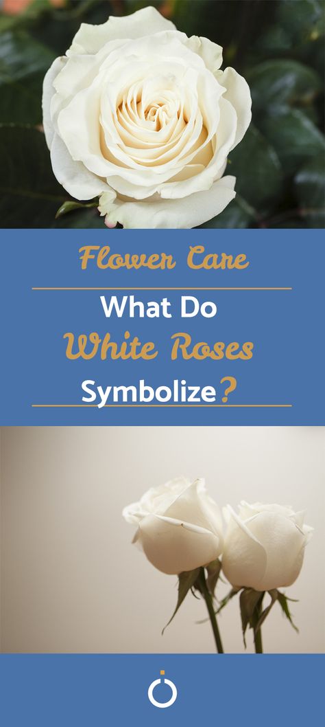 White roses are popular for many occasions, but many people only choose them for their look. However, their actual meaning and symbolism is varied and fascinating. #white #roses #celebrations #symbolism #meaning White Roses Meaning, White Rose Tattoo, Single White Rose, Bouquets Of Roses, Symbolism Meaning, White Rose Tattoos, Wars Of The Roses, Flower Meanings, Love And Affection