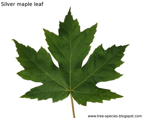 Maple Tree Tattoos, Leaves Pictures, White Flocked Christmas Tree, Silver Maple Tree, Simple Tree House, Birch Tree Wedding, Oak Tree Tattoo, Red Maple Tree, Silver Maple Leaf