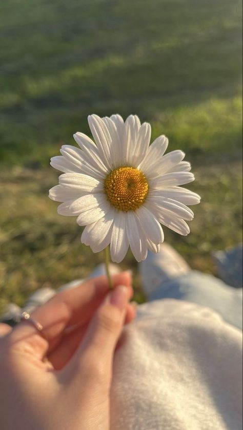 Flowers Dp, Daisy Wallpaper, Dp For Whatsapp, Flower Iphone Wallpaper, Whatsapp Wallpaper, Nothing But Flowers, Cute Flower Wallpapers, Wallpaper Nature Flowers, Nature Aesthetic