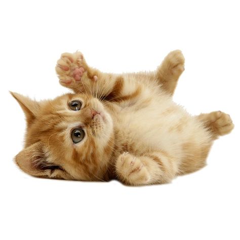 Cat Pose, Brown Cat, Unique Cats, British Shorthair, Persian Cat, Stickers For Sale, Orange Cat, Silly Cats, Cat Stickers