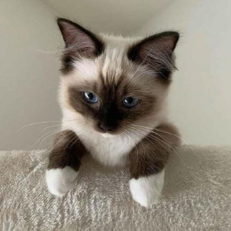 ¿Buscas comprar un gato ragdoll? Descubre los precios y mejores criaderos responsables y auténticos de ragdolls Siamese Cats, Cute Cat, On Instagram, Beauty, Instagram