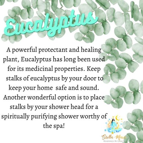 Eucalyptus Spiritual Meaning, Herb Properties, Tree Meanings, Eucalyptus Trees, Which Witch, Fresh Eucalyptus, Stella Maris, Green Eucalyptus, Magical Herbs