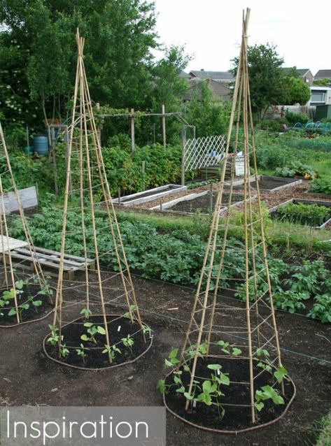 Pinterest Challenge: DIY Bean Teepee Garden Supports | 17 Apart Vegetable Garden Design, Growing Beans, Jardim Diy, Plants Growing, Tomato Cages, Garden Veggies, Vertical Gardens, Veg Garden, Garden Trellis