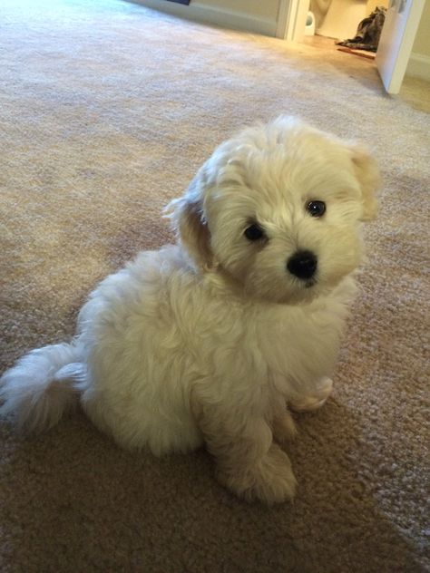 Maltipoo Puppy Haircuts, White Maltipoo, Cute White Dogs, Maltipoo Dog, Maltipoo Puppy, Super Cute Puppies, Very Cute Dogs, Really Cute Dogs, Maltese Puppy