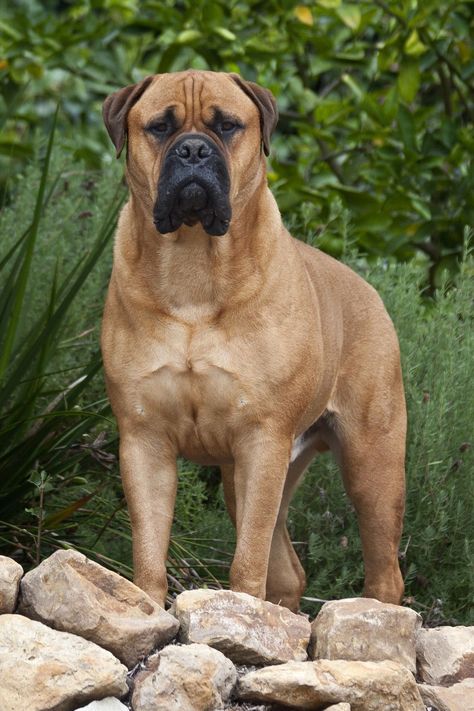 Bull Mastiff Dogs, Pet Anime, Mastiff Breeds, English Dogs, Giant Dog Breeds, Largest Dog, Mastiff Dogs, Giant Dogs, Bully Dog