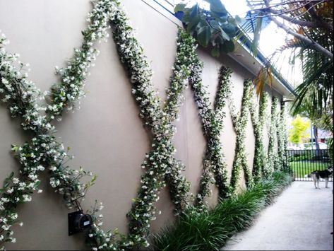 We had a giant wall staring us in the face in the backyard on Lincoln Avenue. After a lot of thought, we decided on doing a Criss Cross vine. I've always loved the look of these. They feel classical and maybe a little french (I'm a major Francophile, btw). In any case, I documented the whole project Jasmine Star, Courtyard Landscaping, Star Jasmine, Garden Vines, Walled Garden, Have Inspiration, Topiaries, Formal Gardens, Wall Garden