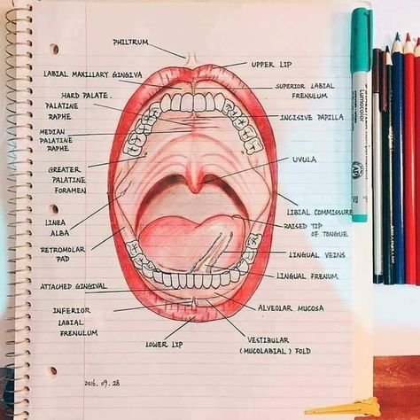 Surgery Room, Dental Hygienist School, Tooth Implant, Dental Assistant Study, Teeth Remedies, Dental Hygiene Student, Kedokteran Gigi, Dental Hygiene School, Dentistry Student