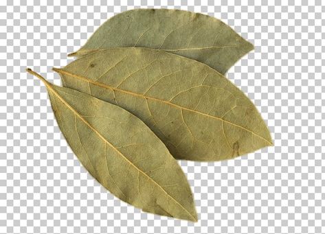 Pictures Of Leaves, Leaf Png, Bay Laurel, Food Png, Photoshop Images, Food Graphic Design, Bay Leaf, Plant Aesthetic, Bay Leaves