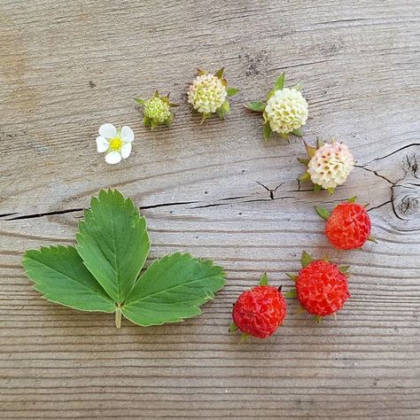 Wild Strawberry Aesthetic, Strawberry Cycle, Wild Strawberry Plant, Lifecycle Of A Strawberry, Wild Strawberry Drawing, Strawberries Plant, Life Cycle Of A Strawberry, Strawberry Life Cycle, Wild Strawberry