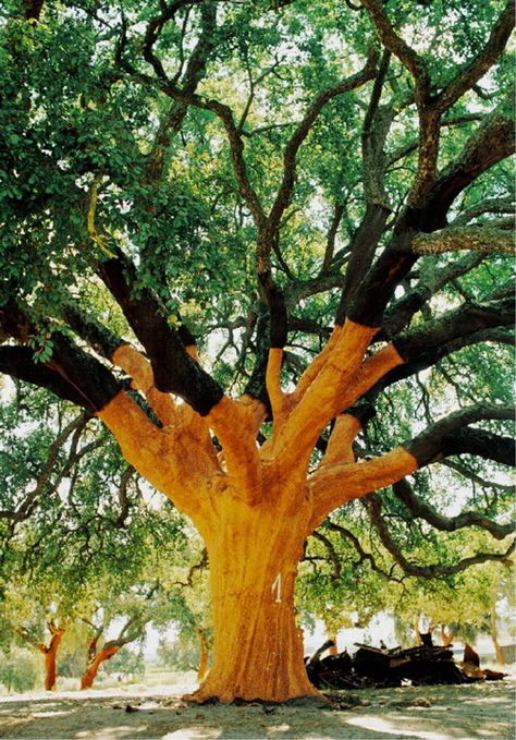 Weird Trees, Cork Tree, Matka Natura, Old Trees, Unique Trees, Tree Hugger, Nature Tree, Tree Forest, 판타지 아트