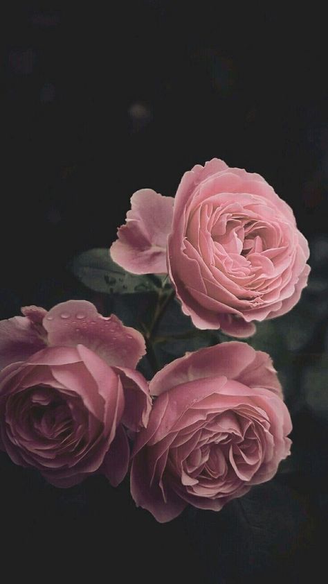 Wallpaper Iphone, Pink Roses, Iphone Wallpaper, I Hope, Roses, Wallpapers, Iphone, Pink, Black