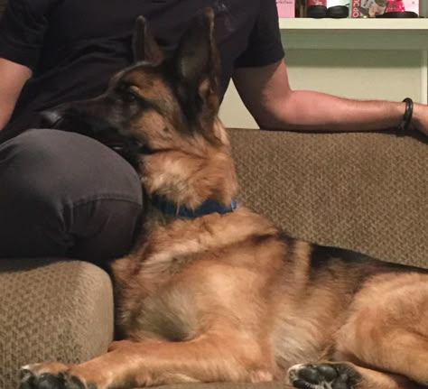 Ozzy - waiting for treats so we can watch the dog show in peace Alpha Villanova, African Face Paint, Pretty Dogs, Silly Dogs, Silly Animals, Service Dog, Dog Show, German Shepherds, Service Dogs