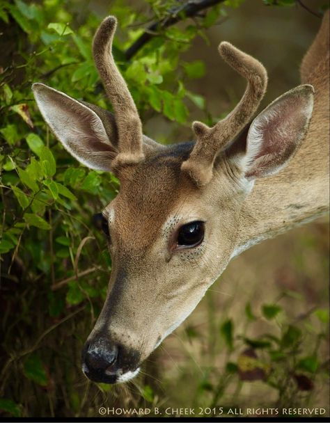 Deer Reference, Deer With Antlers, Buck Antlers, Deer Horns, Deer Photos, Deer Pictures, Buck Deer, Pretty Animals, Oh Deer