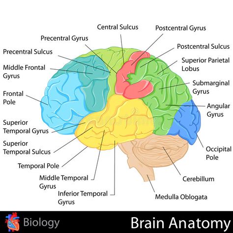 Brain Anatomy. Easy to edit illustration of Brain Anatomy diagram , #Aff, #Easy, #Anatomy, #Brain, #diagram, #illustration #ad Diagram Of The Brain, Human Brain Parts, Brain Parts And Functions, Neuron Diagram, Human Brain Diagram, Brain Anatomy And Function, Human Brain Anatomy, Brain Diagram, Biology Diagrams