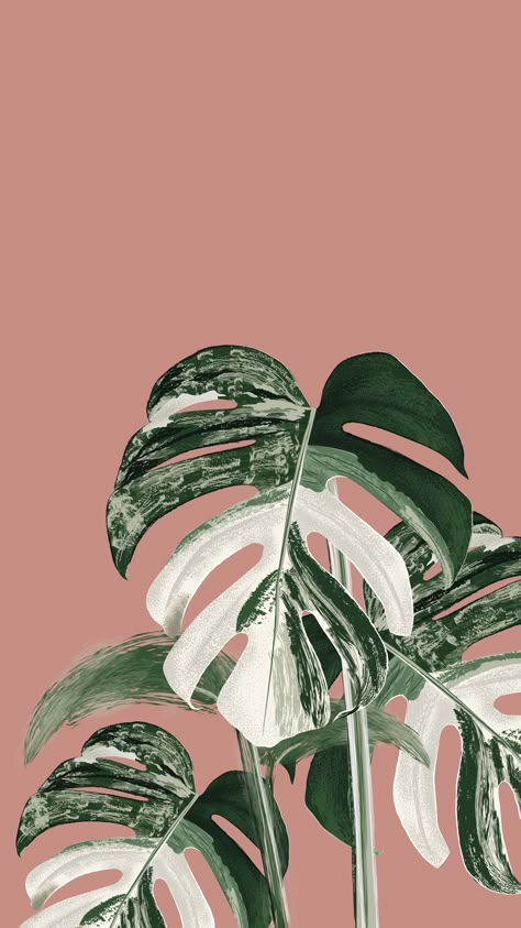 An illustration of Monstera Variegata Monstera Wallpaper, Monstera Variegata, Plant Sketches, Zestaw Ikon, نباتات منزلية, Plant Wallpaper, Leaf Wall, Plant Aesthetic, Monstera Plant