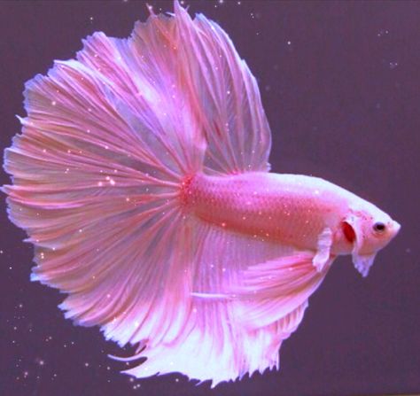 Kinda based off of the little mermaid but with a twist?.....idk how t… #fanfiction #Fanfiction #amreading #books #wattpad Pink Beta Fish, Pink Betta Fish, Fish Tank Ideas, Colourful Fish, Betta Fish Types, Unique Fish, Pretty Fish, How To Explain, Pink Fish