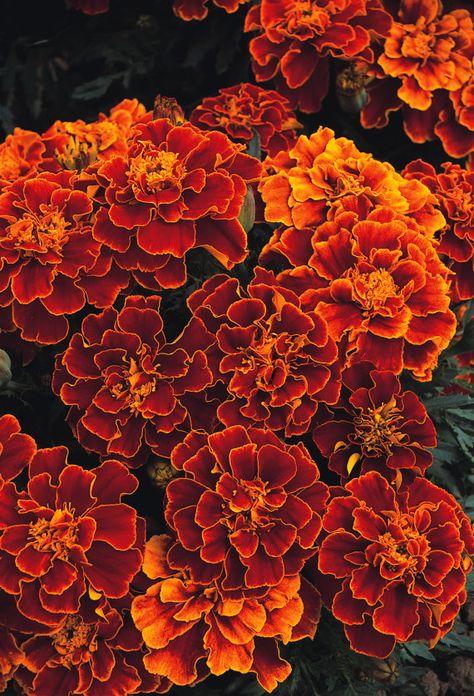 Annual: SPANISH BROCADE Marigold Seeds - Easy To Grow - Fresh Seed, High Quality,High Germination Grow Height, Marigold Seeds, Growing Marigolds, Small Pots, Planting Pots, When To Plant, Glassine Envelopes, Attracting Bees, Hardy Perennials