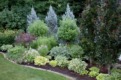 Foliage is king here. Variegated hostas start the show in the front, while blue spruce (Picea pungens, Zones 3–8) makes a dramatic silver-blue backdrop. To the right, columnar dark-leaved beeches (Fagus sylvatica, Zones 4–8; probably the cultivar ‘Dawyck Purple’) contrast beautifully with the variegated and silvery-blue foliage. Columnar varieties of trees, which grow tall and narrow instead of wide and spreading, are a great choice for small gardens. Acreage Landscaping, Minnesota Garden, Tools Tattoo, Evergreen Landscape, Minnesota Landscaping, Conifers Garden, Small City Garden, Tattoo Plant, Yard Inspiration