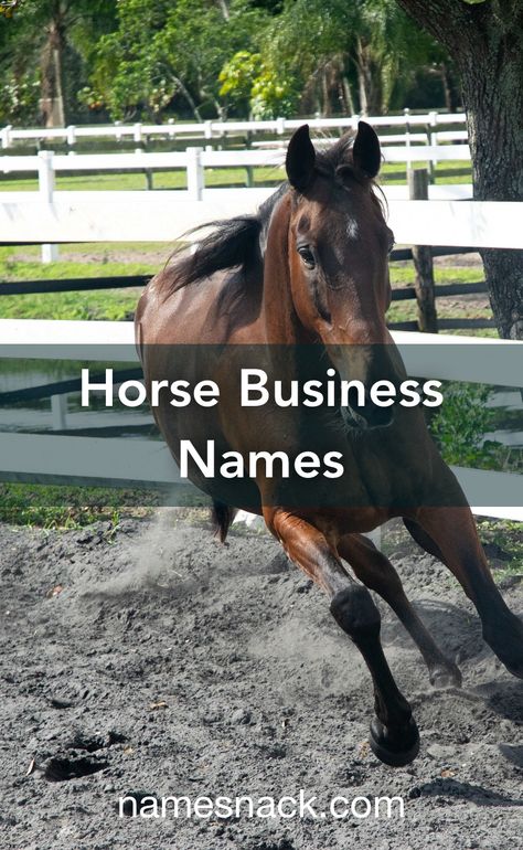 Equine Business Ideas, Horse Brands Ideas, Western Business Names, Creative Business Names List, School Names Ideas, Ranch Names, Horse Riding School, Horse Business, Equestrian Barns