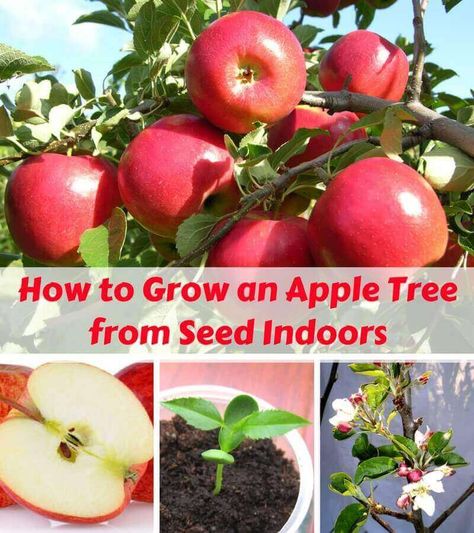 How to Grow an Apple Tree from Seed Indoors Growing Apples From Seed, Apple Tree Craft, Growing Apple Trees, Apple Tree From Seed, Apple Plant, Growing Fruit Trees, Apple Varieties, Growing Strawberries, Tree Craft