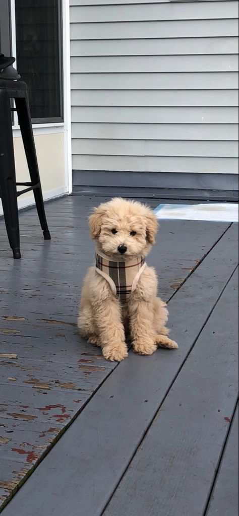 Brown Mini Poodle Puppy, Mini Goldendoodle Aesthetic, Mini Poodle Aesthetic, Pompoo Dogs, Poodle Dog Aesthetic, Chorkies Puppies, Small Dog Aesthetic, Maltipoo Aesthetic, Poodle Aesthetic