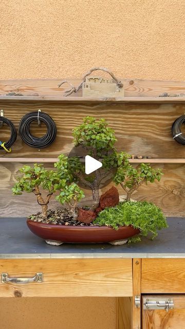 Zane’s Trees on Instagram: "Dwarf jade forest planting 🌳🌳🌳🌳🌳#bonsai #bonsaitree #garden #gardening #plants #plantlovers #nature #design #art #plantdad #mood #greenthumb #beauty #howto #diy #trees #gardendesign #outdoors" Jade Bonsai Styles, Bonsai Miniature Garden, Pine Bonsai Tree Diy, Forest Bonsai Style, Bamboo Bonsai Forests, Outdoor Bonsai Tree, Jade Plant Bonsai, Bonsai Diy, Jade Bonsai