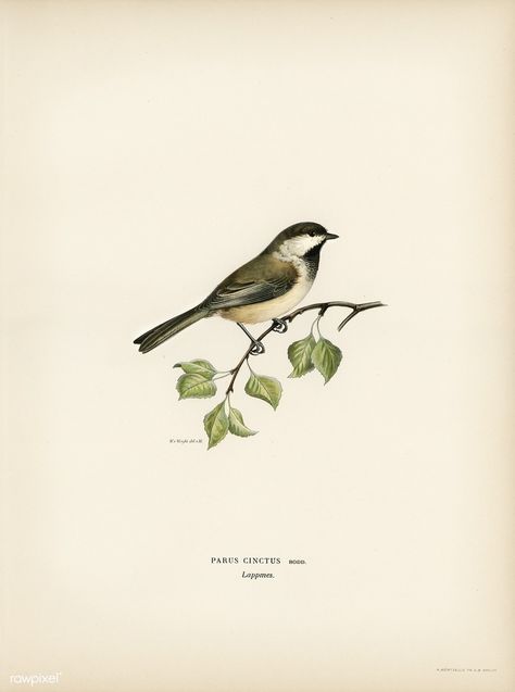 Lappmes (Parus cinctus) illustrated by the von Wright brothers. Digitally enhanced from our own 1929 folio version of Svenska Fåglar Efter Naturen Och Pa Sten Ritade. Vintage Bird Illustration, Free Illustration Images, Wright Brothers, Bird Book, Botanical Drawings, Bird Illustration, Vintage Birds, Birds Painting, Bird Prints